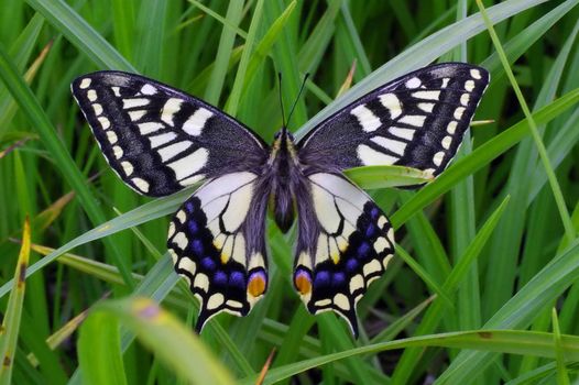 The wild nature of Sakhalin, Mahaon