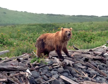 The wild nature of Sakhalin, a brown bear