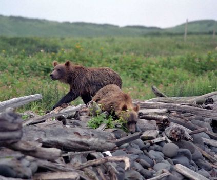 The wild nature of Sakhalin, a brown bear