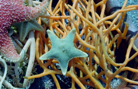 The wild nature of Sakhalin, starfish