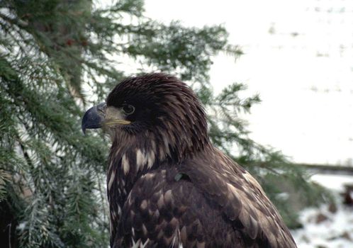 The wild nature of Sakhalin, an eagle on a tree