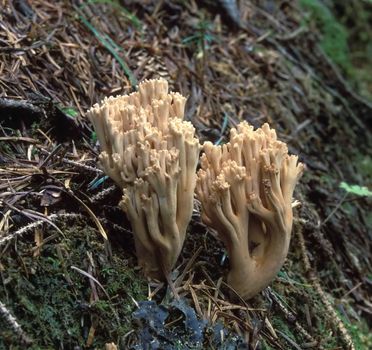 Landscapes of Sakhalin, strange mushroom