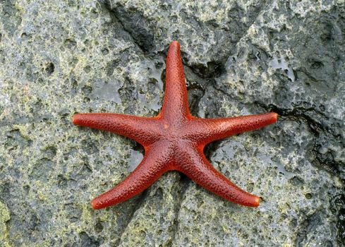 The wild nature of Sakhalin, starfish