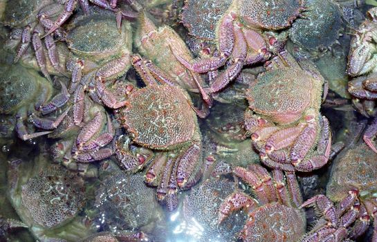 The wild nature of Sakhalin, a royal crab