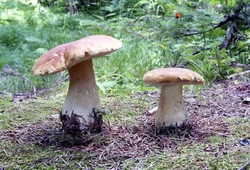 Landscapes of Sakhalin, ceps