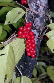 Landscapes of Sakhalin, berry cluster