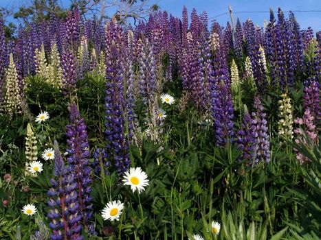 The wild nature of Sakhalin, flowers 