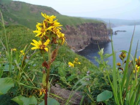 Landscapes of Sakhalin, Flower at coast