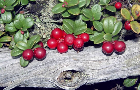 The wild nature of Sakhalin, cowberry