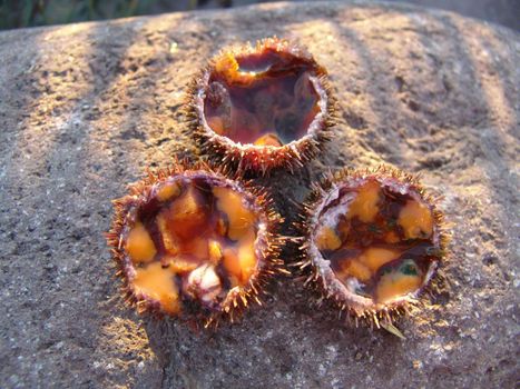 The wild nature of Sakhalin, a sea hedgehog