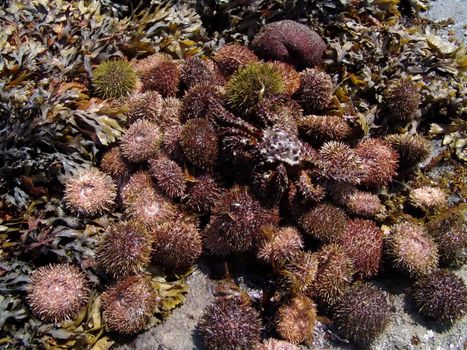 The wild nature of Sakhalin, heap of a sea hedgehog