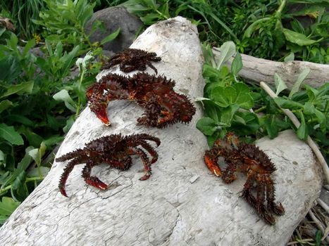 The wild nature of Sakhalin, a royal crab