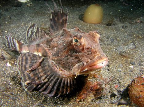 The wild nature of Sakhalin, sea fish