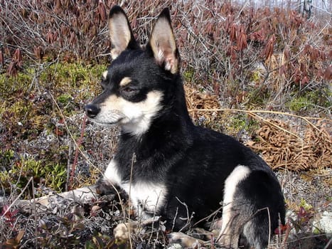 Landscapes of Sakhalin, a dog on rest