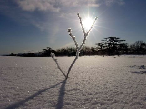 Landscapes of Sakhalin, the sun on a branch