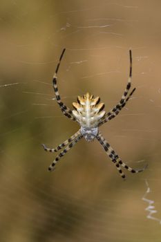 A spider ( Argiope lobata) of considerable size and threatening aspect