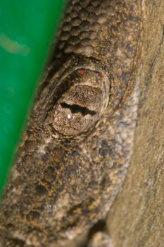 Hidden lizard ( Tarentola mauritanica )waiting  of hunting other insects