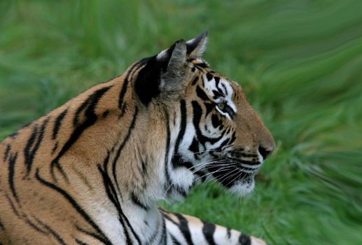 Close-up portrait of a Tiger, Panthera tigris from the side view, Colour photo