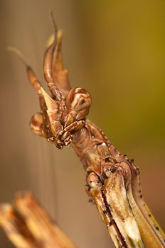 An insect of the family of the mantis, concretely an Empusa pennata