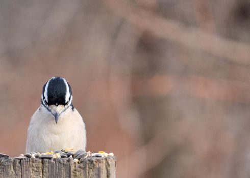 A female downy woodpecker perched on a post looking at bird seed.