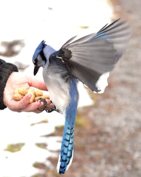 A blue jay perched on a hand eating peanuts.