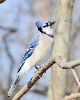 A blue jay perched on a tree branch.