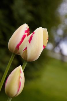 Spring Tulips in Field with Morning Dew