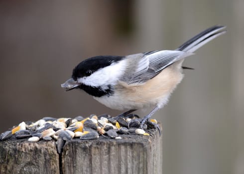 A black-capped chickadee perched on a post eating bird seed.