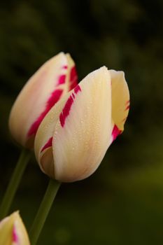 Spring Tulips in Field with Morning Dew