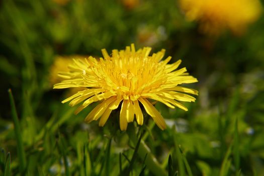 One yellow dandelion in a green grass close up