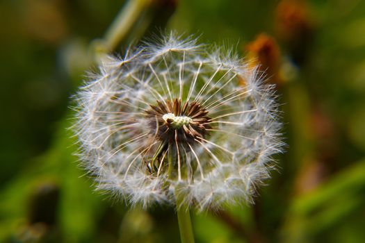 Dandelion bracts close-up: is a globe of fine filaments that are usually distributed by wind