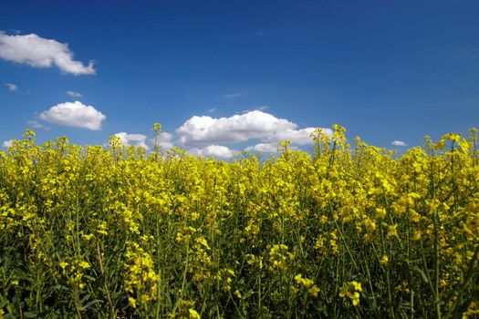 Landscape of colza field in Lithuania. Photo taken with Canon EOS 50D in May 2009