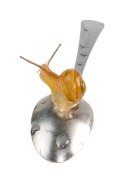 Living snail on the spoon isolated. Clipping path