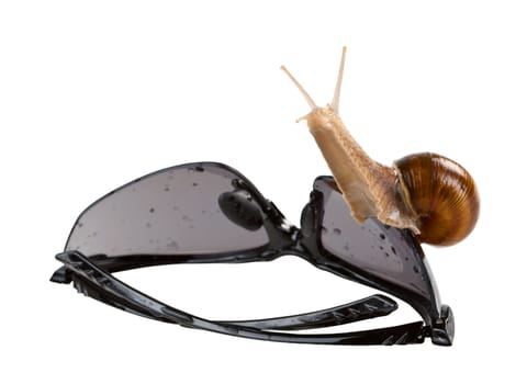 Living snail on the sunglasses isolated. Clipping path