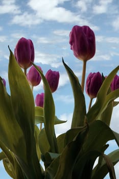 bunch of tulips against a cloudy sky background