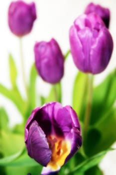 bunch of purple tulips against a bright background