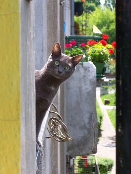 Funny looking blue russian cat