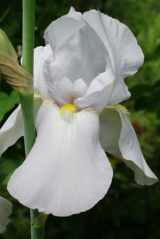 Closeup shot of a beautiful white iris