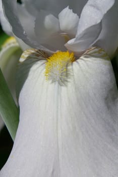 Closeup shot of a beautiful white iris