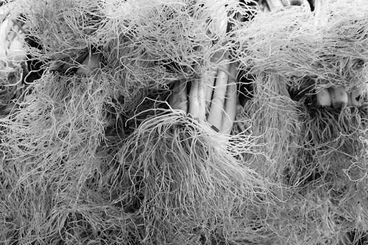 Piles of scallions at the farmers market from the roots end in black and white