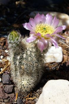 Closeup shot of a blooming Echinocereus Reichenbachii.