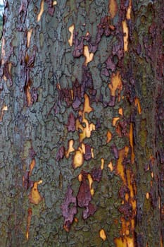 Unusual tree bark with the colors of Green purple yellow 