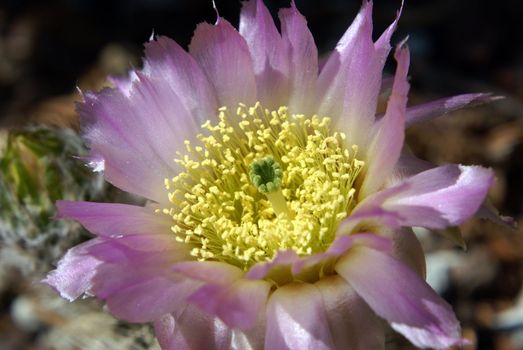 Closeup shot of a blooming Echinocereus Reichenbachii.