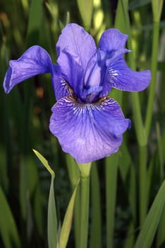 Closeup shot of a beautiful purple iris