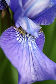 Closeup shot of a beautiful purple iris