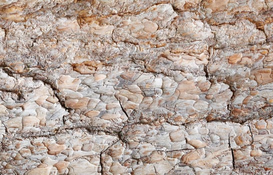Brown surface of a pine bark - a horizontal background