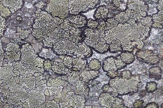 Natural background - a surface of a rock with northern lichen