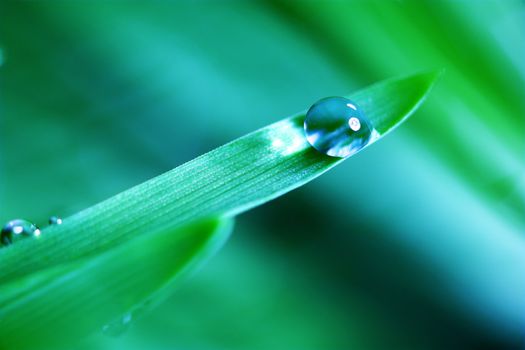 big water drop on grass blade