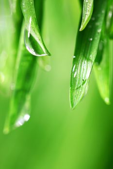 big water drop on grass blade