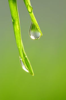 big water drop on grass blade